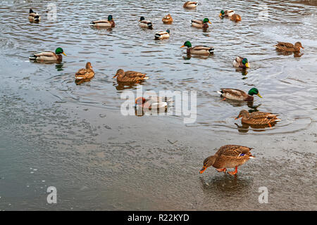 Das drake Mareca Penelope nicht Süden fliegen und verbrachten den Winter in den Anas platyrhynchos Herde. Stockfoto