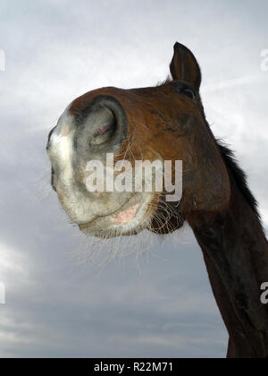 Das LACHENDE PFERD Stockfoto