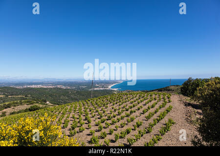 Weinberg von Banyuls-Collioure, Katalonien, Frankreich Stockfoto