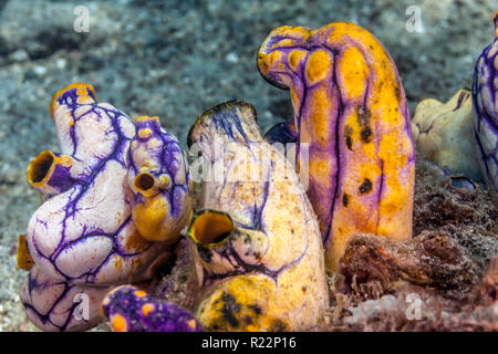 Polycarpa aurata, auch bekannt als der Ochse Herzen ascidian, das Gold - Mund Seescheiden oder die Tinte - Spot Seescheiden Stockfoto