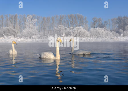 Schöne weiße Schwäne (Cygnus Cygnus) Schwimmen im See an einem frostigen sonnigen Wintertag auf dem Hintergrund der weißen Bäume im Raureif Stockfoto