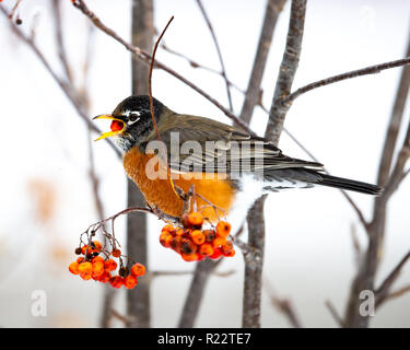 Eine amerikanische Robin, Turdus migratorius, Fütterung auf amerikanische Mountain-Ash, Sorbus Americana, Beeren in den Adirondacks, NY in einer verschneiten Winter. Stockfoto