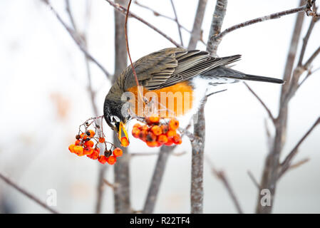 Eine amerikanische Robin, Turdus migratorius, Fütterung auf amerikanische Mountain-Ash, Sorbus Americana, Beeren in den Adirondacks, NY in einer verschneiten Winter. Stockfoto