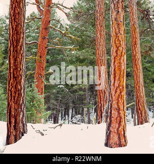 Stämme der Ponderosa Kiefern im Winter Schnee in der Blackfoot Tal in der Nähe von Ovando, Montana Stockfoto