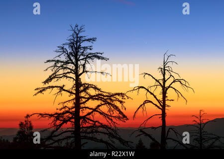 Bäume sind von einem schönen und dramatischen Sonnenuntergang auf der Tioga Road im hohen Land der Yosemite National Park, Kalifornien, USA. Stockfoto