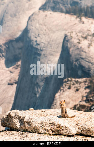 Ein chipmunk sitzt aufmerksam und bereit, als er oben auf einem Felsen steht und sieht sich um. Der Hintergrund ist unscharf, aber er ist oben in den Bergen. Stockfoto