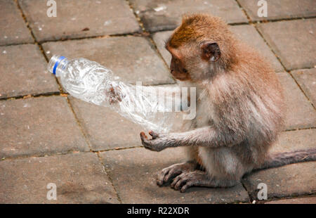 Ein kleiner Affe sitzt, wie er oder sie neugierig auf einen leeren Kunststoff Trinkflasche aussieht. Stockfoto