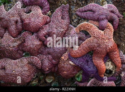 Meer Sterne oder auf einem Felsen durch die Ebbe in Oregon, USA ausgesetzt starfish Stockfoto