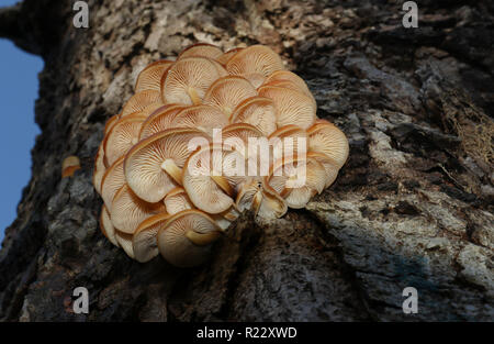 Einen schönen Cluster von Velvet-schaft Pilz (Flammulina velutipes) zunehmend von einer verfallenden Rosskastanie Baum im Wald in Großbritannien. Stockfoto