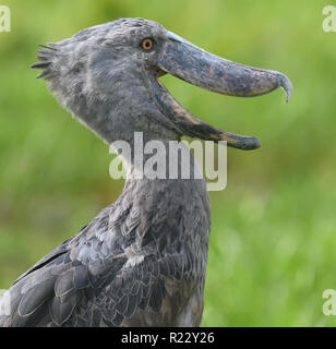 Ein schuhschnabel (Balaeniceps Rex) ruhen unter Vegetation in Mabamba Sumpf,. Mabamba Bay Feuchtgebiete, Wakiso Distrikt, Uganda. Stockfoto