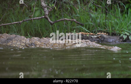 Ein Nilkrokodil (Crocodylus niloticus) liegt am Rande des Lake Mburo. Lake Mburo Nationalpark, Uganda. Stockfoto