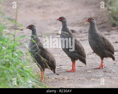 Eine Gruppe von drei Red-necked spurfowl oder Red-necked francolin (Pternistis Afer) überqueren Sie eine Spur. Queen Elizabeth National Park, Uganda. Stockfoto