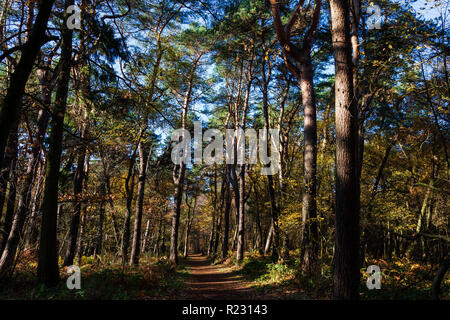 Nadelbäume in herbstlicher Wald in Deutschland Stockfoto