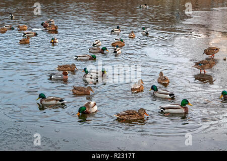 Das drake Mareca Penelope nicht Süden fliegen und verbrachten den Winter in den Anas platyrhynchos Herde. Stockfoto