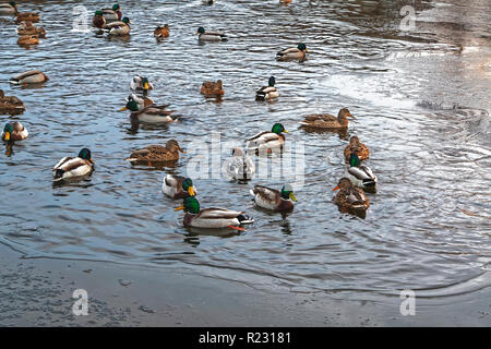 Das drake Mareca Penelope nicht Süden fliegen und verbrachten den Winter in den Anas platyrhynchos Herde. Stockfoto