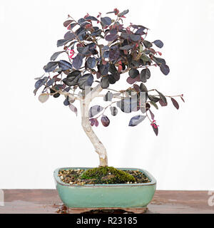 Chinesische fringe Flower (Loropetalum chinense) Bonsai auf einem Holztisch und weißem Hintergrund Stockfoto