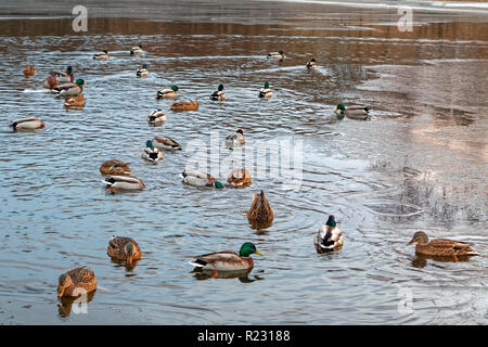 Das drake Mareca Penelope nicht Süden fliegen und verbrachten den Winter in den Anas platyrhynchos Herde. Stockfoto