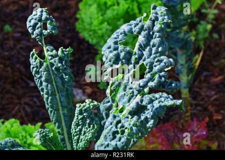 Silber Zuckerrüben im Hause Gemüsegarten mit Caterpillar Löcher in die Blätter gekaut. Stockfoto