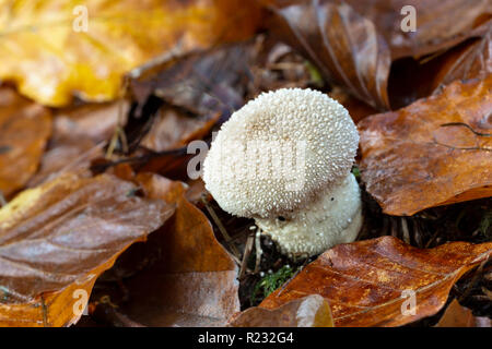 Gemeinsame Puffball, Lycoperdon perlatum, Schnäppchen, Holz, Monmouthshire, November Stockfoto