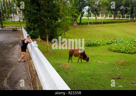 Jungen Touristen beobachten schöne Kuh auf Feld in Kuala Kangsar Stadt in Malaysia. Fauna von Südostasien. Stockfoto