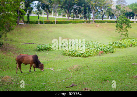 Schöne Kuh auf Feld in Kuala Kangsar Stadt in Malaysia. Fauna von Südostasien. Stockfoto