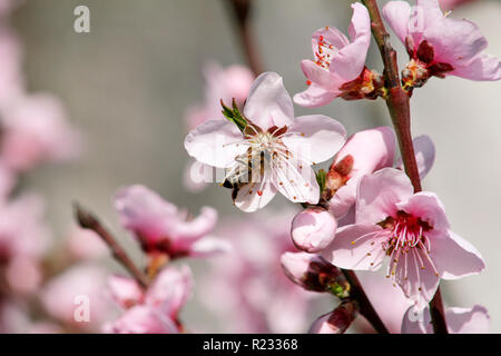 Honig Biene auf Blume Peach Blossom, Frühling Saison. Baum Blüten Früchte. Blüten, Knospen und Zweige von Peach Tree, im Frühling. Die Blütezeit der Bäume. Stockfoto