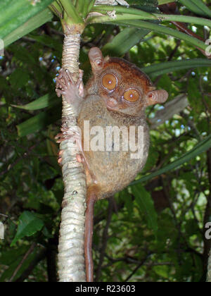 Philippinischer Tarsier (Tarsius syrichta), der weltweit kleinste Affe, einer der kleinsten bekannten Primaten, Bohol, Philippinen Stockfoto