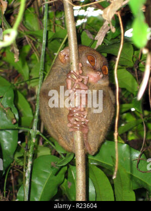 Philippinischer Tarsier (Tarsius syrichta), der weltweit kleinste Affe, einer der kleinsten bekannten Primaten, Bohol, Philippinen Stockfoto