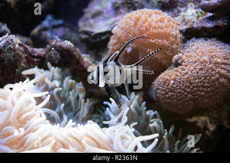 Banggai cardinalfish Pterapogon kauderni ist eine kleine tropische cardinalfish. Stockfoto