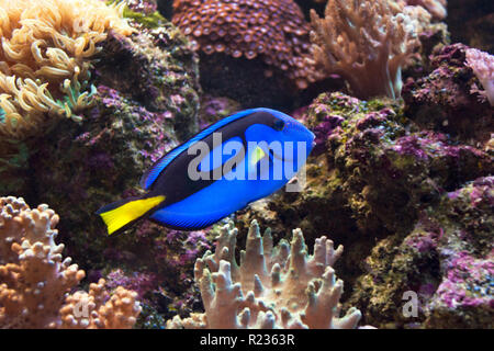 Blau Doktorfische, Paracanthurus hepatus auch als Blue tang bekannt. Wild lebende Tier. Stockfoto