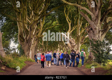 Touristen, die in den dunklen Hecken in Nordirland Stockfoto