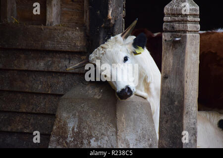 Kuh im Stall Stockfoto