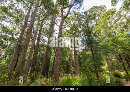 Hohe Bäume, Tal der Riesen Tree Top Walk, Tingledale, Western Australia Stockfoto