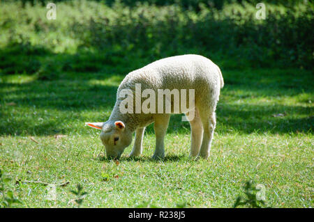 Lamm Weiden im Feld Stockfoto