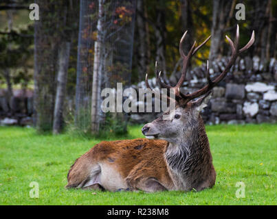 Red deer Hirsch, Sangerhausen, Schottland Stockfoto
