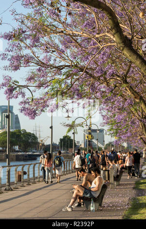 Jacaranda Bäume in Buenos Aires, Argentinien, im Frühling Stockfoto