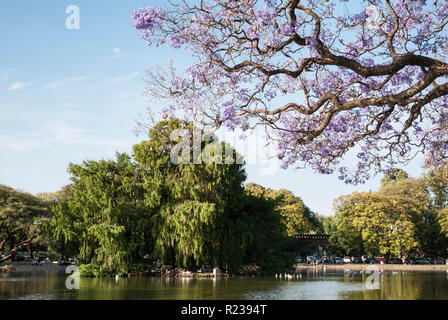 Jacaranda Bäume in Buenos Aires, Argentinien, im Frühling Stockfoto