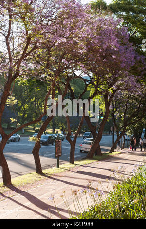 Jacaranda Bäume in Buenos Aires, Argentinien, im Frühling Stockfoto