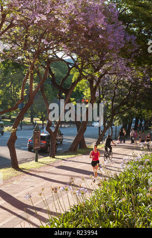 Jacaranda Bäume in Buenos Aires, Argentinien, im Frühling Stockfoto