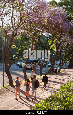 Jacaranda Bäume in Buenos Aires, Argentinien, im Frühling Stockfoto