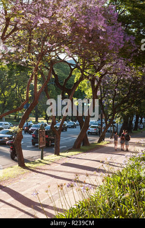 Jacaranda Bäume in Buenos Aires, Argentinien, im Frühling Stockfoto