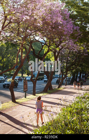 Jacaranda Bäume in Buenos Aires, Argentinien, im Frühling Stockfoto