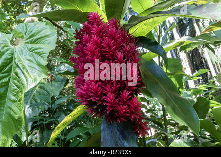 Leuchtend rote Alpinia purpurata' Tahitian Double" in Hilo, Hawaii. Tropischer Regenwald im Hintergrund. Stockfoto