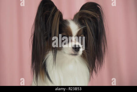 Schöner Hund closeup auf einem rosa Hintergrund Stockfoto