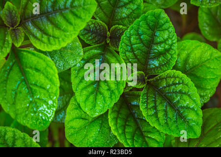 Nahaufnahme der grünen Blätter abstrakt hintergrund Textur Stockfoto