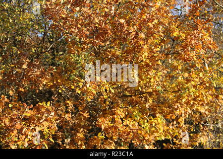 Masse von Orange und gelbe Blätter in der Sonne Stockfoto