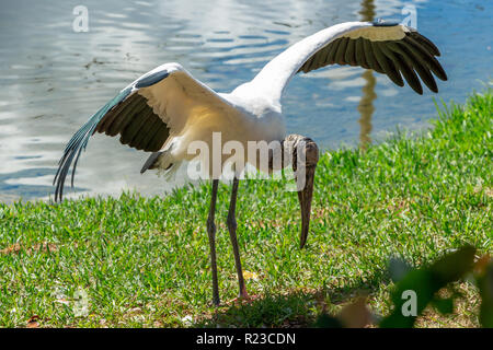 Holz Stork (Mycteria americana) Anzeige mit Flügeln ausgestreckten-Pembroke Pines, Florida, USA Stockfoto