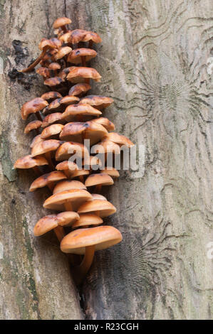 Flammulina Velutipes Pilze auf einem alten Baumstumpf Stockfoto