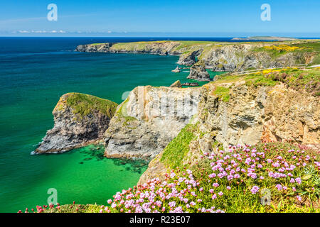 Blumen auf den Klippen an der Bedruthan Steps in der Nähe von Carnewas in North Cornwall, England Stockfoto