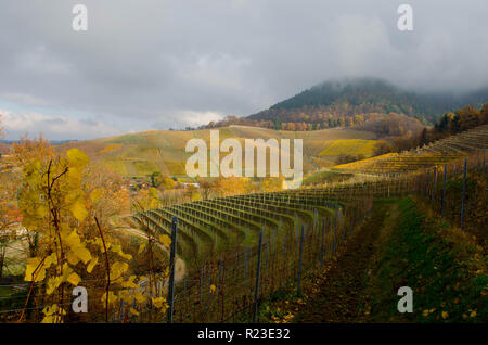 Das Schloss Ortenberg und die umliegenden Weinberge im Schwarzwald in Deutschland Stockfoto